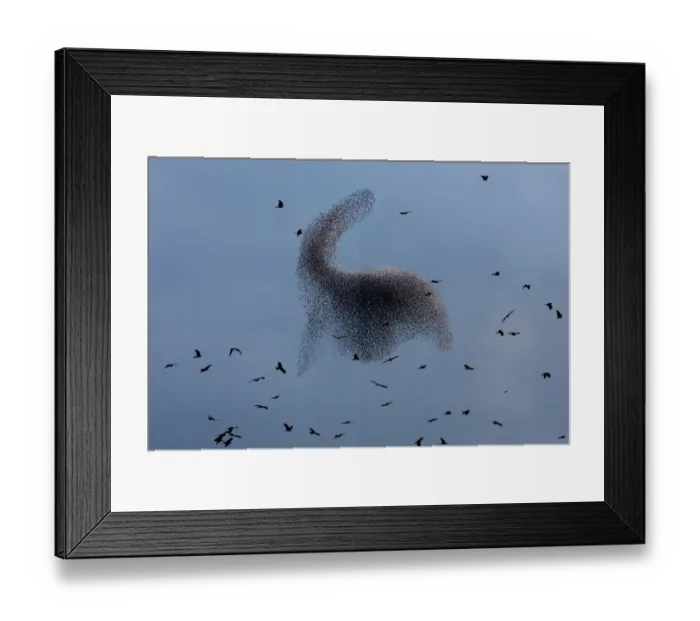Framed Print : Black Kites Fly as Murmuration of Starlings Perform Framed Print : Black Kites Fly as Murmuration of Starlings Perform