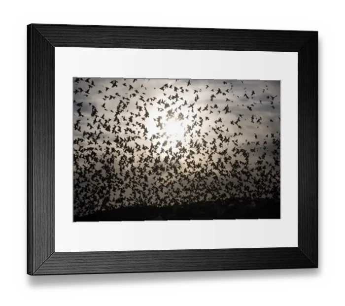 Framed Print : Israel-Birds-Starlings-Murmuration