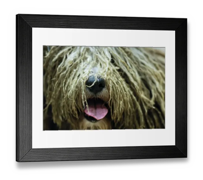 Framed Print : Us-Entertainment-Dog-Show Framed Print : Us-Entertainment-Dog-Show