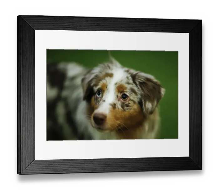 Framed Print : Animals. AFP Animals Framed Print : Animals. AFP Animals