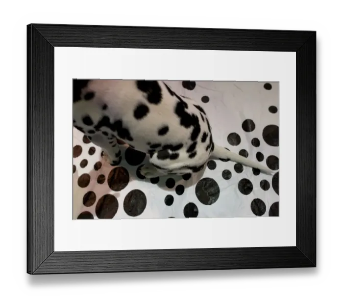 Framed Print : 7th Annual AKC Meet The Breeds - Westminster Kennel Club Dog Show
