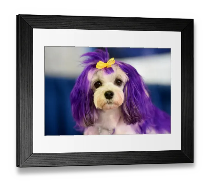 Framed Print : 7th Annual AKC Meet The Breeds - Westminster Kennel Club Dog Show
