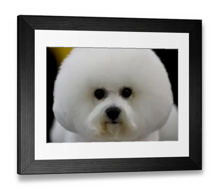 Framed Print : Us-Westminster Dog Show