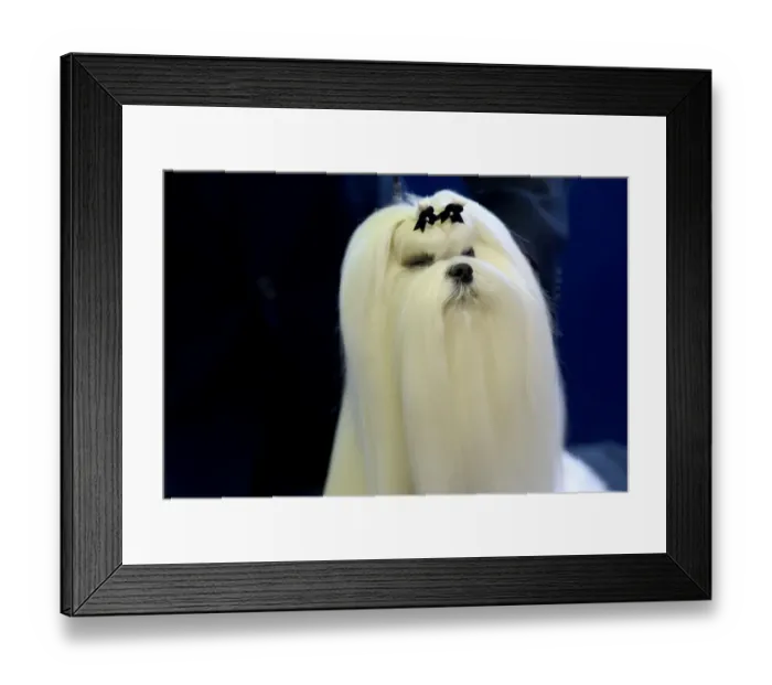 Framed Print : Us-Westminster Dog Show