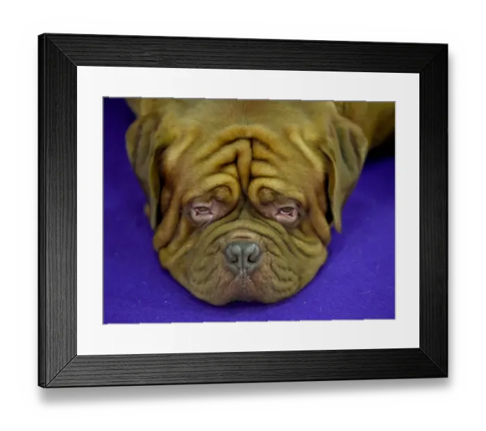 Framed Print : Us-Westminster Dog Show