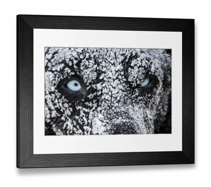 Framed Print : France-Sledge-Dog-Odyssee