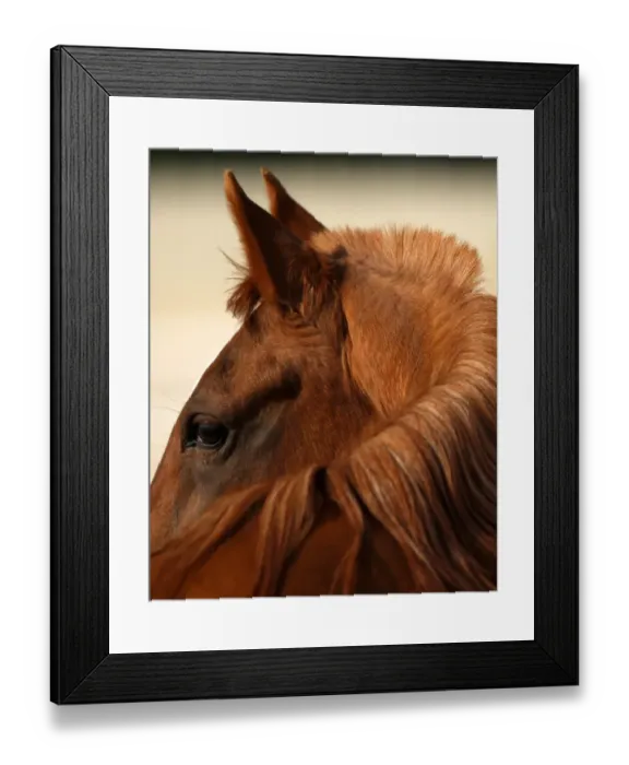 Framed Print : Uae-Animals-Horses-Arab Framed Print : Uae-Animals-Horses-Arab