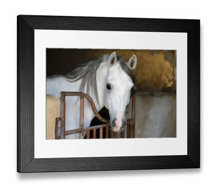 Framed Print : Uae-Animals-Horses-Arab