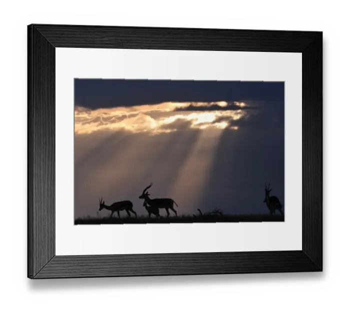 Framed Print : Kenya-Wildlife-Animals-Antelope Framed Print : Kenya-Wildlife-Animals-Antelope