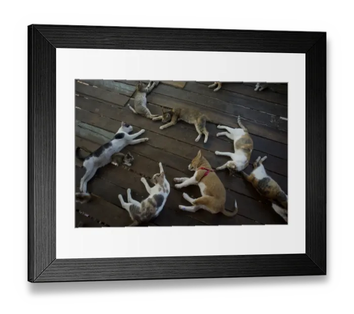 Framed Print : Myanmar-Lifestyle-Animals