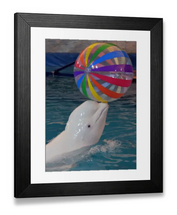 Framed Print : Douniamag-Kyrgyzstan-Russia-Dolphins-Animals-Environment-Circus