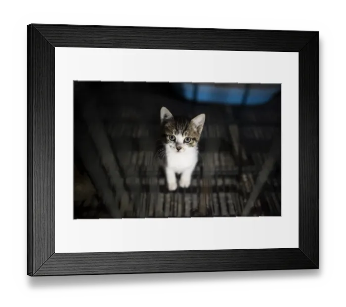 Framed Print : China-Animals-Cats-Kitten