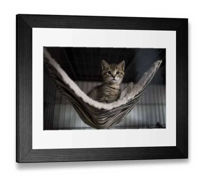 Framed Print : China-Animals-Cats Framed Print : China-Animals-Cats
