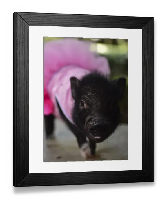 Framed Print : Mexico-Animals-Pigs