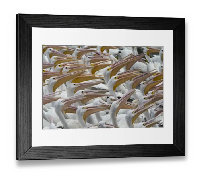 Framed Print : Mexico-Animals-Pelicans
