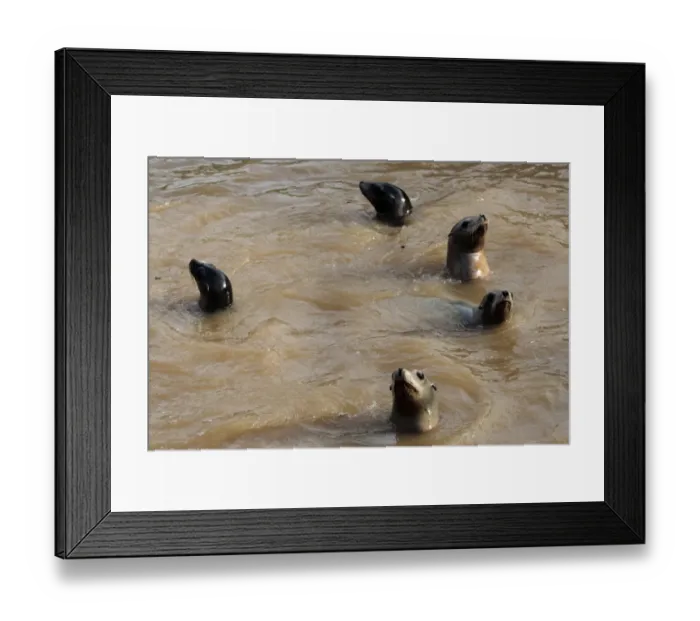 Framed Print : Sea lions swim in a muddy and dirty water in the zoo of Marineland on October 5, 2015 in Antibes Framed Print : Sea lions swim in a muddy and dirty water in the zoo of Marineland on October 5, 2015 in Antibes