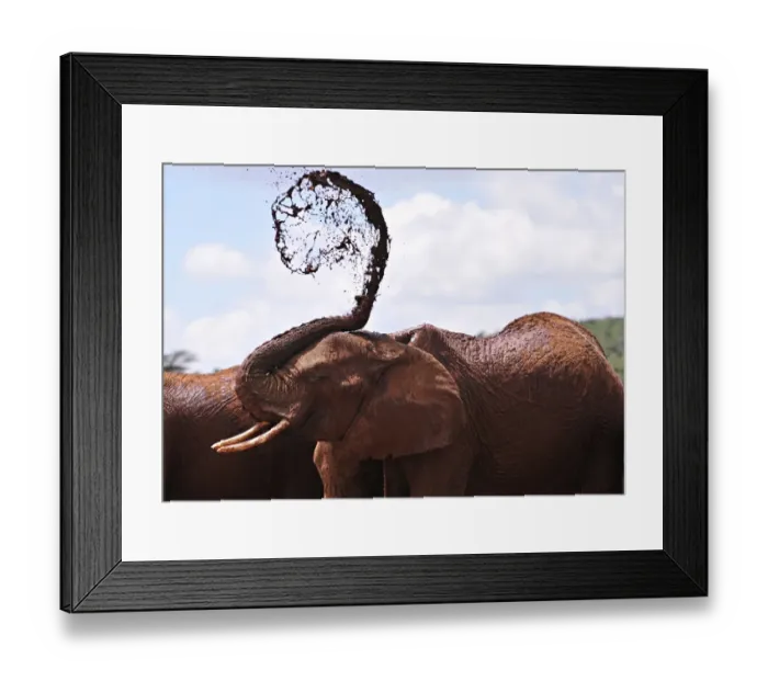 Framed Print : Kenya-Wildlife-Elephant Framed Print : Kenya-Wildlife-Elephant
