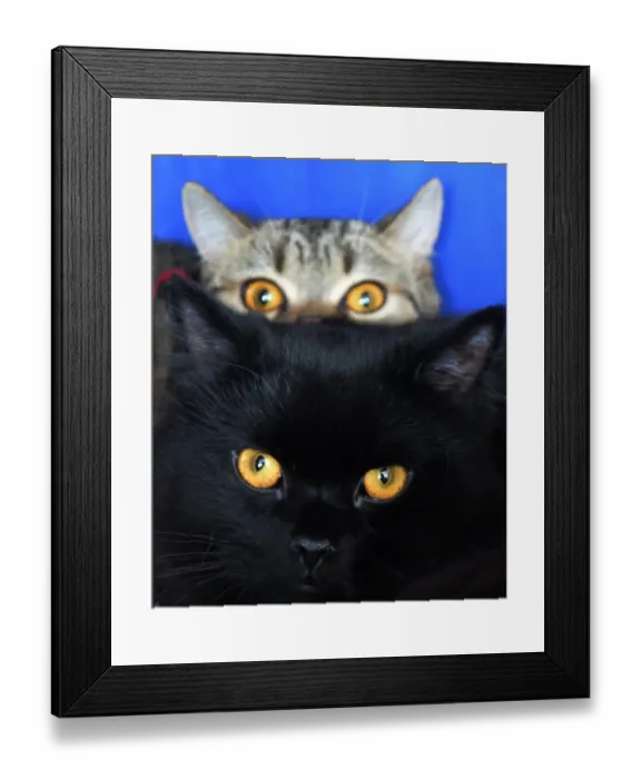 Framed Print : Kyrgyzstan-Cats-Exhibition-Feature Framed Print : Kyrgyzstan-Cats-Exhibition-Feature