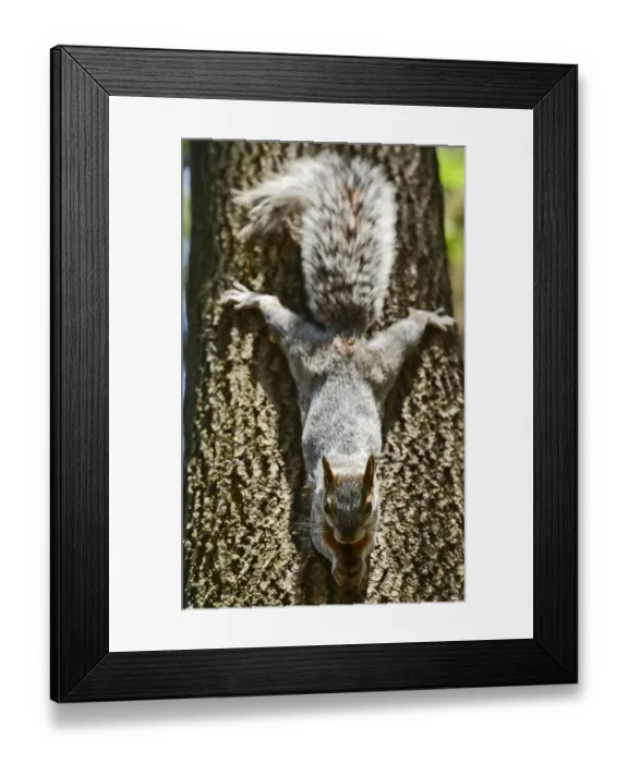 Framed Print : Mexico-Animal-Feature