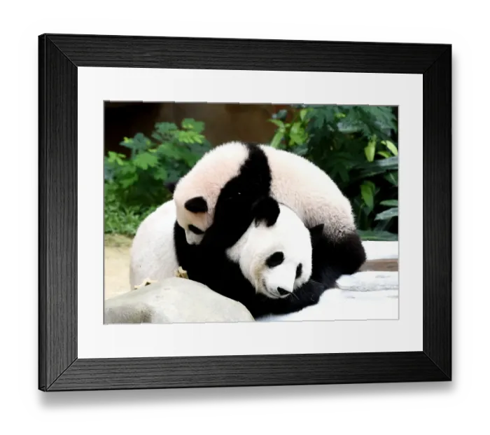 Framed Print : Malaysia-China-Animal-Panda Framed Print : Malaysia-China-Animal-Panda
