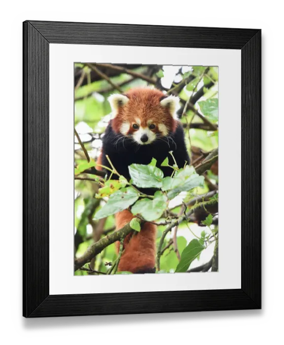 Framed Print : France-Animals-Red Panda
