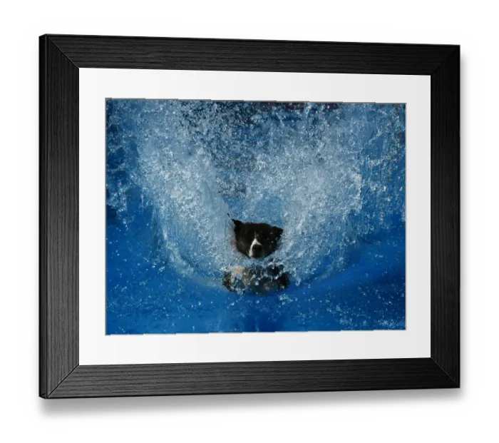 Framed Print : Us-Animals-Record-Jump