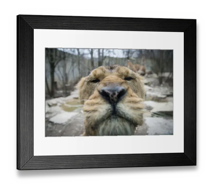 Framed Print : France-Animals-Zoo-Lion Framed Print : France-Animals-Zoo-Lion
