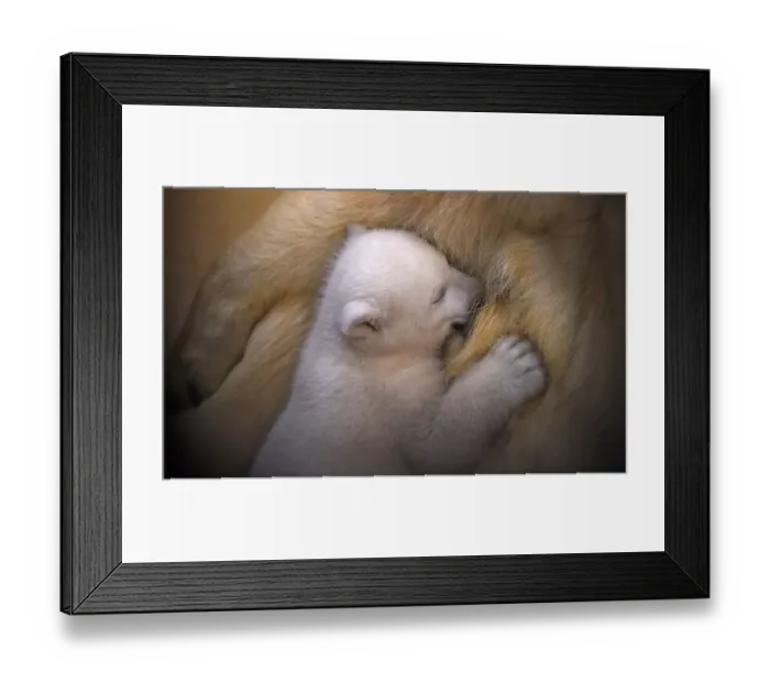 Framed Print : Germany-Animals-Polar-Bear Framed Print : Germany-Animals-Polar-Bear