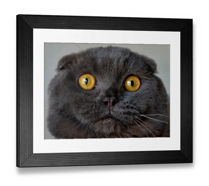 Framed Print : Black Scottish Fold Cat