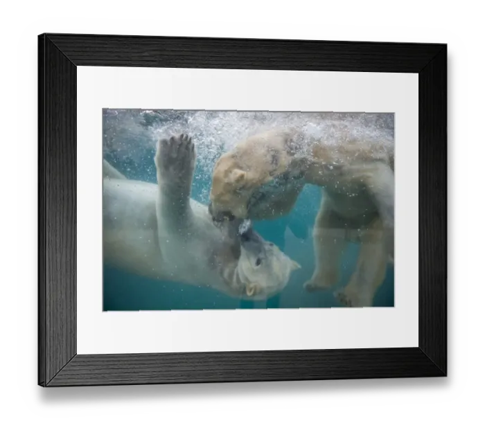 Framed Print : France-Animals-Zoo-Bear