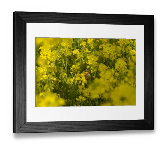 Framed Print : India-Kashmir-Economy-Agriculture