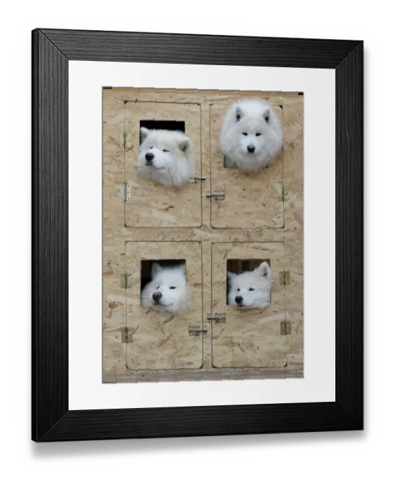 Framed Print : Slovakia-Animals-Dog-European-Sled Framed Print : Slovakia-Animals-Dog-European-Sled