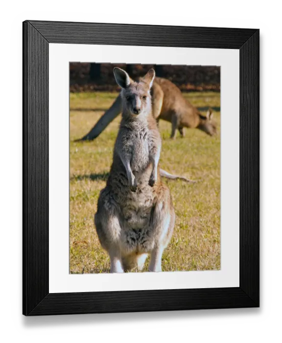Framed Print : Australia-Animals-Kangaroo-Feature Framed Print : Australia-Animals-Kangaroo-Feature