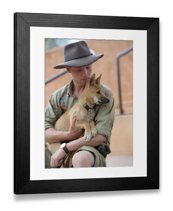 Framed Print : Australia-Animal-Dingo