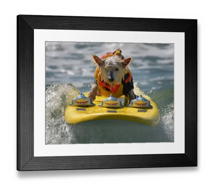 Framed Print : Us-Animal-Surf-Dog