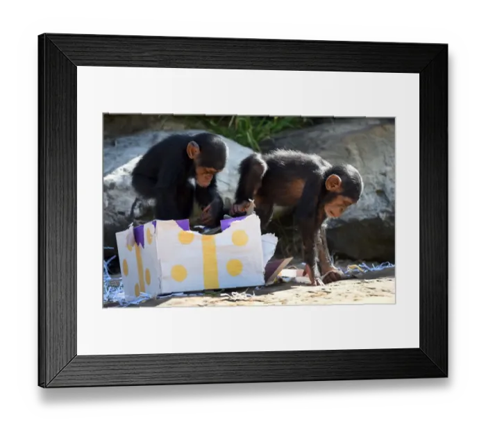 Framed Print : Australia-Animal-Chimpanzee