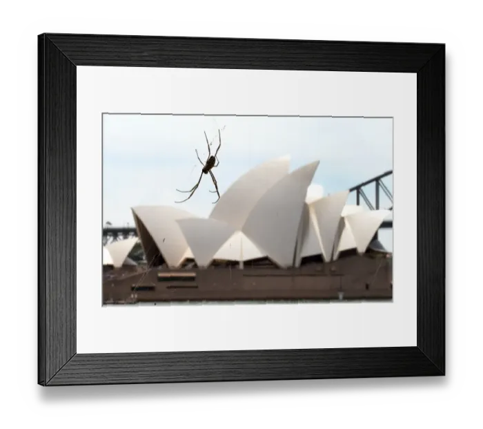 Framed Print : Australia-Animal-Spider