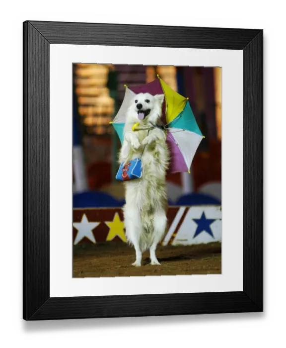 Framed Print : India-Arts-Circus-Dog Framed Print : India-Arts-Circus-Dog
