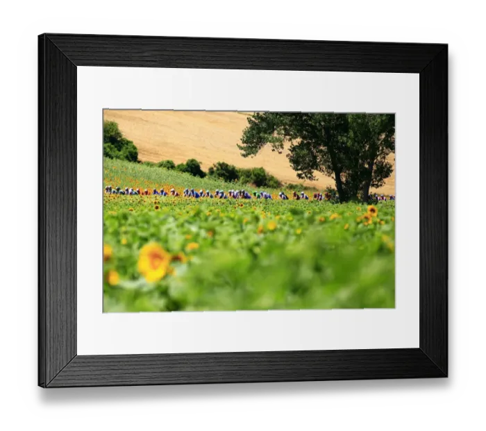 Framed Print : Cycling-Fra-Tdf-2010-Pack-Postcard