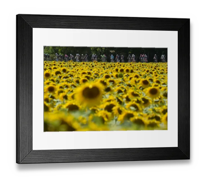 Framed Print : Tour De France 2015 Pack Rides Past Sunflower Field
