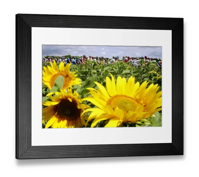 Framed Print : Tdf2004-Sunflowers