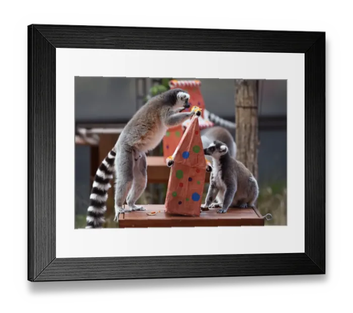 Framed Print : Australia-Animal-Lemur