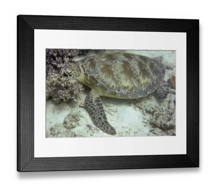 Framed Print : Australia-Conservation-Reef-Turtle