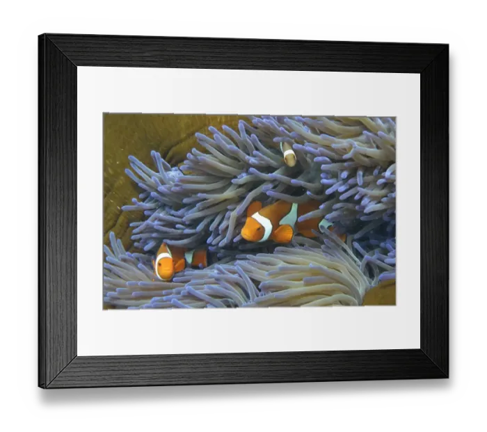 Framed Print : Australia-Conservation-Reef-Environment