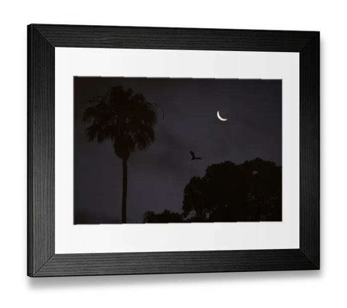 Framed Print : Australia-Animal-Bat