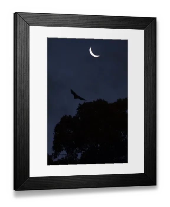 Framed Print : Australia-Animal-Bat