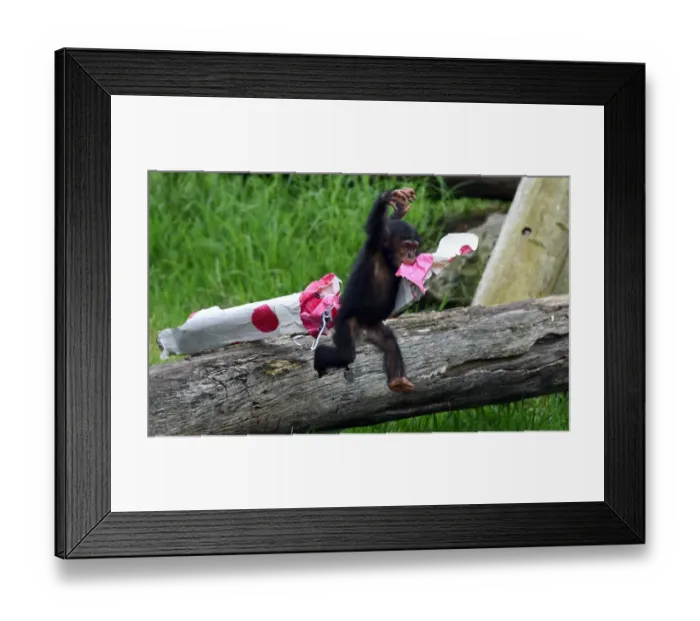 Framed Print : Australia-Animal-Chimpanzee