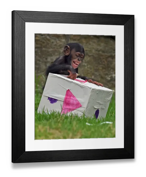 Framed Print : Australia-Animal-Chimpanzee Framed Print : Australia-Animal-Chimpanzee
