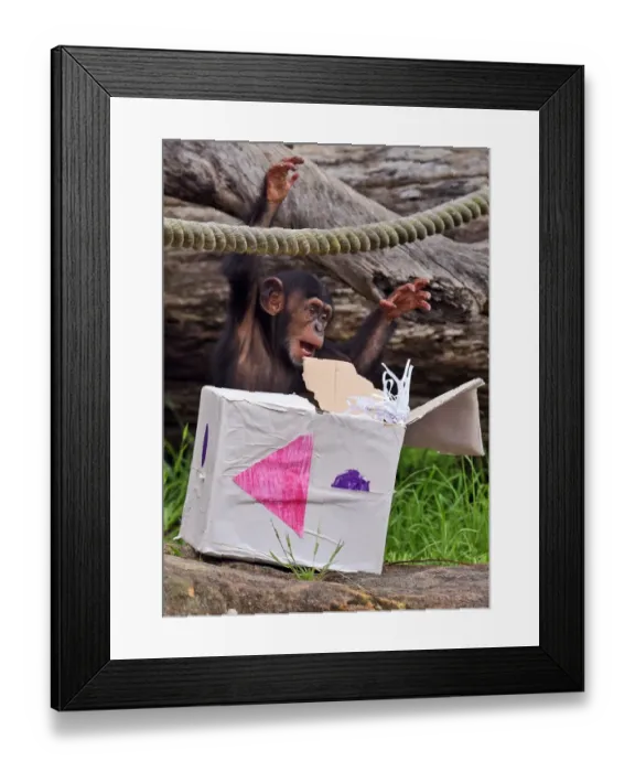 Framed Print : Australia-Animal-Chimpanzee
