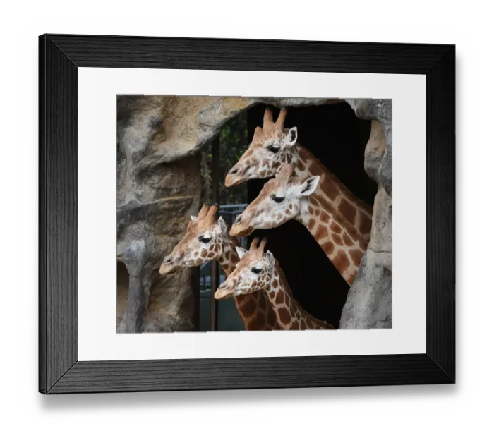Framed Print : Australia-Animal-Giraffe